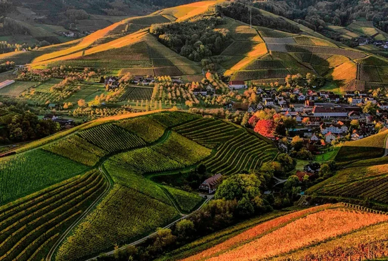 We grow fresh, organic produce using clean methods that protect nature, healthy food.