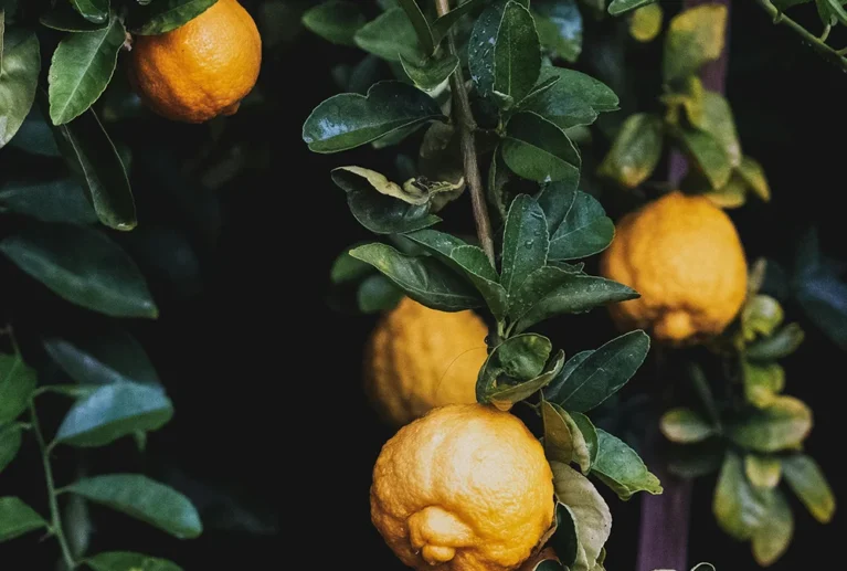 Ballan wrasse climbing gourami amur pike Arctic char, steelhead